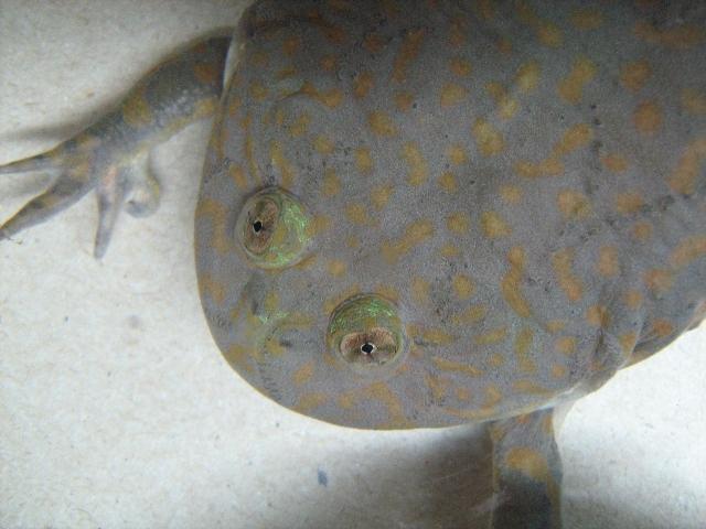 Lepidobatrachus laevis  04.JPG